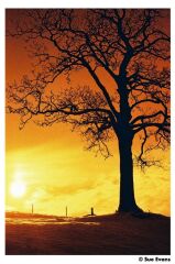 Harman Red 125 Redscale Renkli Negatif Film (SKT: 07-2027)