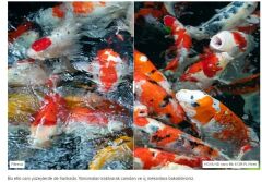 Hoya 62mm HD Nano Mk II CPL Filtre