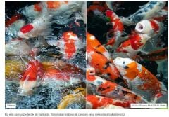 Hoya 72mm HD Nano Mk II CPL Filtre