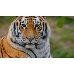 Sandisk 512GB SDXC Extreme Pro 300MB/s UHS-II V90 Kart