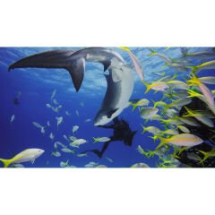 Gopro Koruyucu Kamera Kutusu (Hero11 Mini)