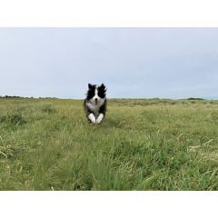 DJI Osmo Mobile 7 Gimbal