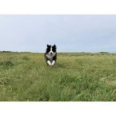 DJI Osmo Mobile 7 Gimbal