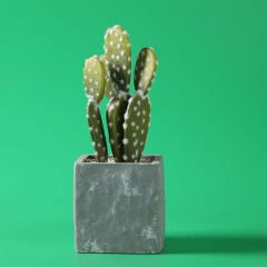 GDX Stüdyo Fon Perde, PVC Arka Plan, Silinebilir, Kırışmaz (Green / Yeşil) 120x200 Cm