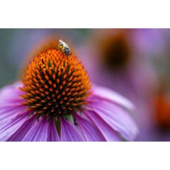 Tamron 90mm f/2.8 Di III VXD Macro Lens (Nikon Z)