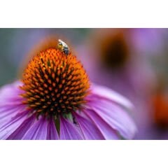 Tamron 90mm f/2.8 Di III VXD Macro Lens (Nikon Z)