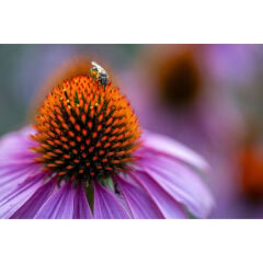 Tamron 90mm f/2.8 Di III VXD Macro Lens (Nikon Z)