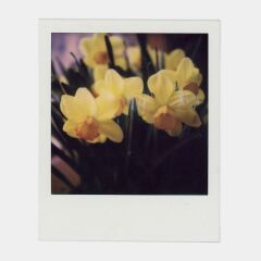 Polaroid Color 600 x40 Instant Film 40 Poz (Ürt: 12-2024)
